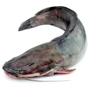 FRESH FROZEN CAT FISH