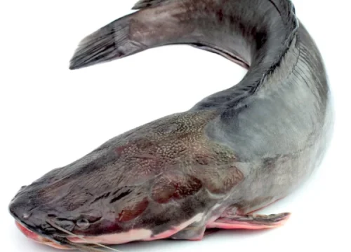 fresh catfish fresh catfish