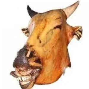 COW HEAD
