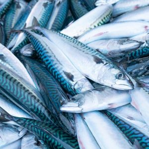 Mackerel fish (Iceland)