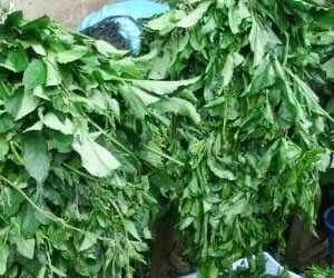 Naija fresh frozen vegetables