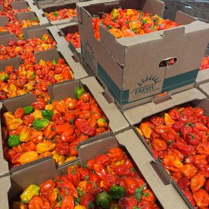 Hot peppers